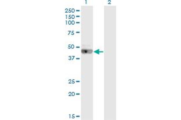 LRRC2 antibody  (AA 272-371)