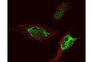 IF analysis of PEPP2/PLEKHA5 using anti-PEPP2/PLEKHA5 antibody (ABIN7600924).