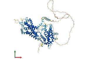 AlphaFold protein structure predicition of Mouse Recombinant Ndc1 Protein, UniprotID Q8VCB1