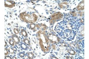 TRIM59 antibody was used for immunohistochemistry at a concentration of 4-8 ug/ml to stain Epithelial cells of renal tubule (arrows) in Human Kidney. (TRIM59 anticorps  (Middle Region))