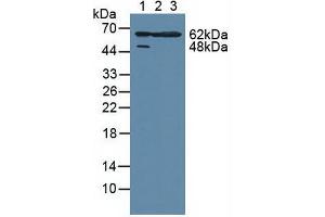 Western blot analysis of (1) Human HeLa cells, (2) Human A549 Cells and (3) Mouse Large Intestine Tissue.