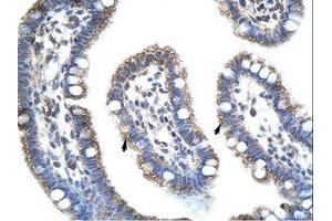 Image no. 1 for anti-Staufen Double-Stranded RNA Binding Protein 1 (STAU1) (AA 131-180) antibody (ABIN203214)