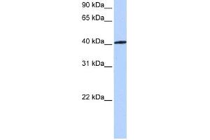WB Suggested Anti-NR1H3 Antibody Titration:  0.