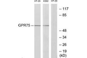 Western Blotting (WB) image for anti-G Protein-Coupled Receptor 75 (GPR75) (AA 381-430) antibody (ABIN2890878) (GPR75 anticorps  (AA 381-430))