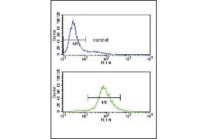 Bcl-6 Antibody (C-term) (ABIN391554 and ABIN2841500) flow cytometry analysis of Jurkat cells (bottom histogram) compared to a negative control cell (top histogram).