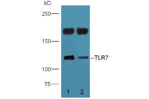 Mouse brain lysate probed with Rabbit Anti-TLR7 Polyclonal Antibody (ABIN718691) at 1:300 overnight in 4 °C. (TLR7 anticorps  (AA 461-560))