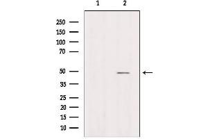 Western blot analysis of extracts from Hela, using AZI2 Antibody. (AZI2 anticorps  (N-Term))