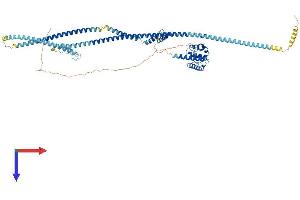 AlphaFold protein structure predicition of Human Recombinant NDC80 Protein, UniprotID O14777