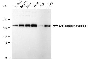 Western blotting analysis using DNA topoisomerase II alpha antibody (ABIN7800574). (Recombinant Topoisomerase II alpha anticorps)