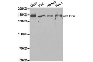 Western Blotting (WB) image for anti-Phospholipase C gamma 2 (PLCG2) antibody (ABIN1874161)