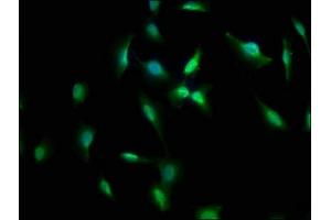 Immunofluorescence staining of U251 cells with ABIN7157954 at 1:66, counter-stained with DAPI. (RANBP3L anticorps  (AA 170-295))