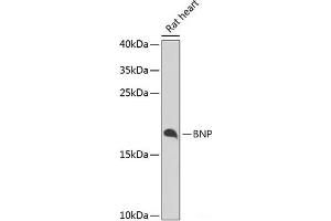 Western blot analysis of extracts of Rat heart using BNP Polyclonal Antibody at dilution of 1:1000. (BNP anticorps)