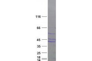 Validation with Western Blot