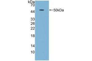 Western blot analysis of recombinant Human GDF5. (GDF5 anticorps  (AA 86-501))