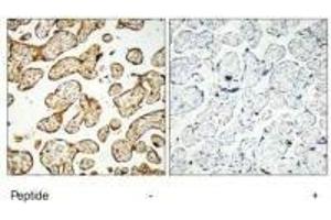 Immunohistochemistry analysis of paraffin-embedded human placenta tissue, using GNE antibody.