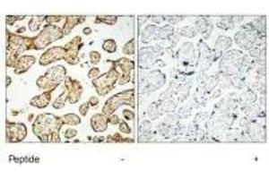 Immunohistochemistry analysis of paraffin-embedded human placenta tissue, using GNE antibody. (GNE anticorps  (C-Term))