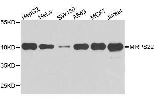 Western blot analysis of extract of various cells, using MRPS22 antibody. (MRPS22 anticorps)