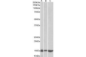 ABIN5539726 (0. (LGALS1/Galectin 1 anticorps  (N-Term))