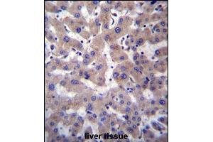 PRCP Antibody (N-term) (ABIN657308 and ABIN2846386) immunohistochemistry analysis in formalin fixed and paraffin embedded human liver tissue followed by peroxidase conjugation of the secondary antibody and DAB staining. (PRCP anticorps  (N-Term))