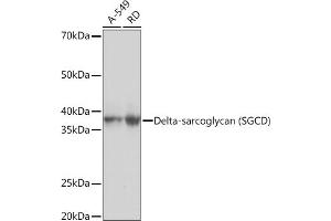 Western blot analysis of extracts of various cell lines, using Delta-sarcoglycan (SGCD) Rabbit mAb (ABIN7270144) at 1:1000 dilution.