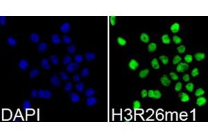 Immunofluorescence analysis of 293T cells using Monomethyl-Histone H3-R26 antibody (ABIN5969833). (Histone 3 anticorps  (H3R26me))
