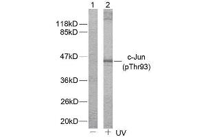 Western blot analysis of extract from HeLa cells untreated or treated with (C-JUN anticorps  (pThr93))