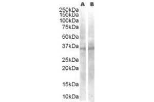 Western Blotting (WB) image for anti-Wingless-Type MMTV Integration Site Family, Member 4 (WNT4) (AA 23-36) antibody (ABIN291131) (WNT4 anticorps  (AA 23-36))