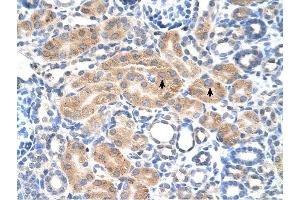 PDE9A antibody was used for immunohistochemistry at a concentration of 4-8 ug/ml to stain Epithelial cells of renal tubule (arrows) in Human Kidney. (PDE9A anticorps  (N-Term))