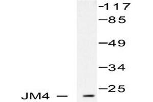 Image no. 1 for anti-PRA1 Domain Family, Member 2 (PRAF2) antibody (ABIN265488) (PRAF2 anticorps)