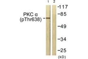 Western blot analysis of extracts from NIH-3T3 cells treated with UV 15', using PKC alpha (Phospho-Thr638) Antibody. (PKC alpha anticorps  (pThr638))