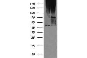 Image no. 1 for anti-Mab-21-Like 3 (MAB21L3) antibody (ABIN1497030) (MAB21L3 anticorps)