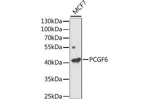 Western blot analysis of extracts of MCF7 cells, using PCGF6 antibody (ABIN2564409) at 1:1000 dilution. (PCGF6 anticorps)