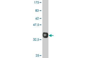 Western Blot detection against Immunogen (35. (GFRA1 anticorps  (AA 32-119))