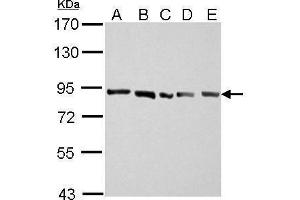WB Image APLP2 antibody [N1N2], N-term detects APLP2 protein by Western blot analysis. (APLP2 anticorps  (N-Term))