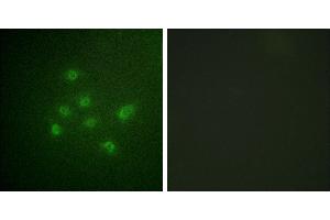 P-peptide - +Western blot analysis of extracts from HuvEc cells, using DAPK3 (Phospho-Thr265) antibody. (DAPK3 anticorps  (pThr265))
