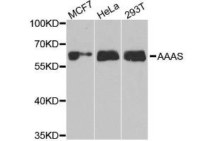 Western blot analysis of extracts of various cell lines, using AAAS antibody. (Adracalin anticorps)