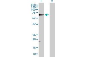 Western Blot analysis of TGFB1 expression in transfected 293T cell line by TGFB1 MaxPab polyclonal antibody. (TGFB1 anticorps  (AA 1-390))