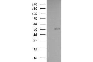 Image no. 3 for anti-Parvin, alpha (PARVA) antibody (ABIN1496444)
