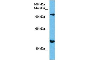 Host:  Mouse  Target Name:  KIF23  Sample Tissue:  Mouse Brain  Antibody Dilution:  1ug/ml (KIF23 anticorps  (N-Term))
