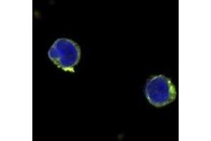 Image no. 1 for anti-Interleukin 12 (IL12) antibody (ABIN465143) (IL12 anticorps)