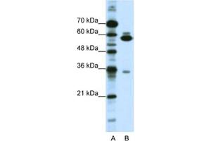 Western Blotting (WB) image for anti-Zinc Finger Protein 446 (ZNF446) antibody (ABIN2461885) (ZNF446 anticorps)