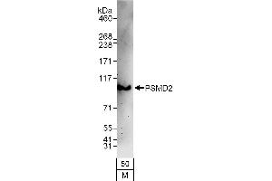Western Blotting (WB) image for anti-Proteasome (Prosome, Macropain) 26S Subunit, Non-ATPase, 2 (PSMD2) (AA 50-100) antibody (ABIN7454976)
