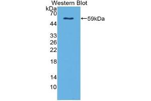 Detection of Recombinant Ntn4, Human using Polyclonal Antibody to Netrin 4 (Ntn4)