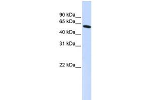 WB Suggested Anti-PDLIM5 Antibody Titration:  0.