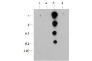 Dot Blot of Rabbit Anti-Histone H3 [Lys36 ac] Antibody.