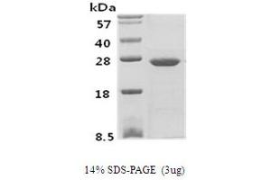 SDS-PAGE (SDS) image for Phosphoserine Phosphatase (PSPH) protein (ABIN666688) (PSPH Protéine)