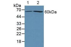 Western blot analysis of (1) Human 293T cells and (2) Human HeLa cells. (PTGS2 anticorps  (AA 418-589))