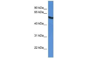 Western Blot showing GPI antibody used at a concentration of 1 ug/ml against HepG2 Cell Lysate (GPI anticorps  (C-Term))