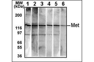 Western Blotting (WB) image for anti-Met Proto-Oncogene (MET) (pTyr1234), (pTyr1235) antibody (ABIN356338) (c-MET anticorps  (pTyr1234, pTyr1235))