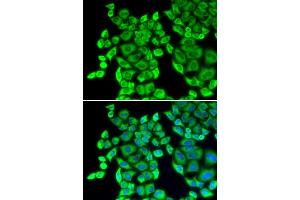 Immunofluorescence (IF) image for anti-Eukaryotic Translation Elongation Factor 1 delta (Guanine Nucleotide Exchange Protein) (EEF1D) antibody (ABIN1872432) (EEF1D anticorps)